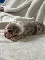 Billy, a male Olde English Bulldogge for sale in Portland, OR – 2 of 2