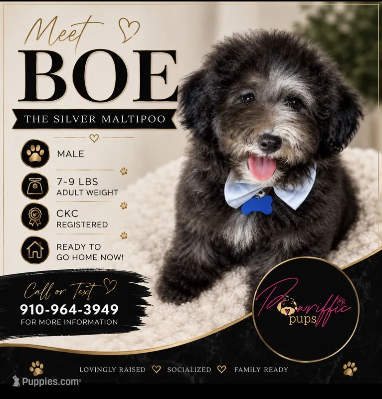 BOE (Silver Maltipoo) – Maltipoo, Poodle - Toy  puppy for sale in Fayetteville, NC