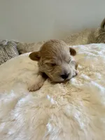 Mia , a female Maltipoo for sale in Fayetteville, NC – 7 of 7