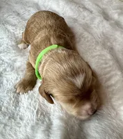 Rumi , a female Goldendoodle for sale in Fayetteville, NC – 2 of 7