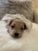 Daisy Duke , a female Maltipoo and Poodle - Toy  for sale in Fayetteville, NC – 9 of 10