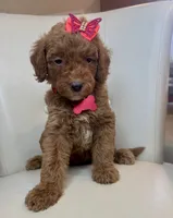 Doria, a female Goldendoodle for sale in Fayetteville, NC – 6 of 10