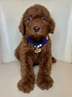 Bottega , a male Goldendoodle for sale in Fayetteville, NC – 4 of 10