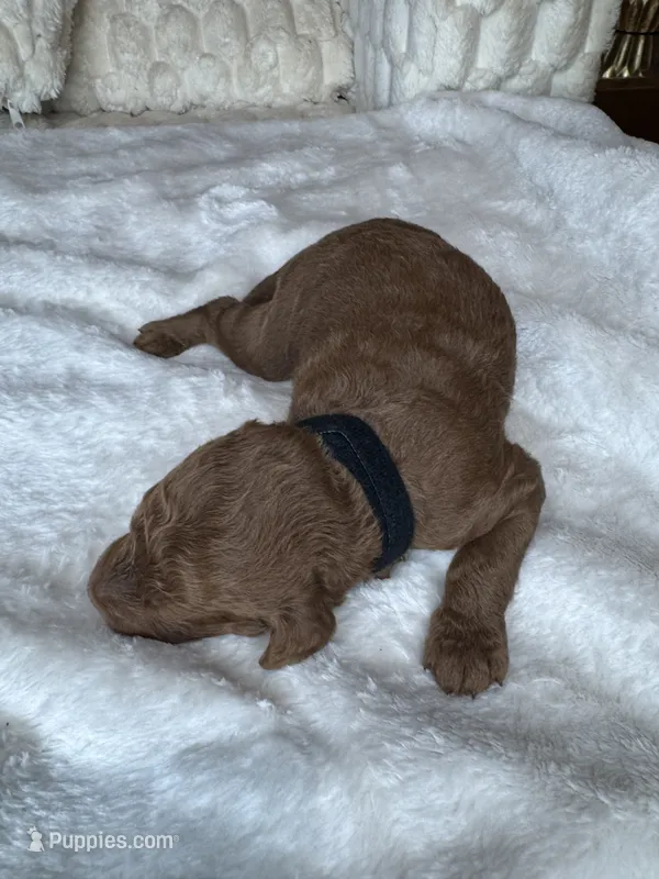 Bottega  – Goldendoodle puppy on hold in Fayetteville, NC