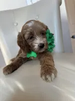Lyra, a female Goldendoodle for sale in Fayetteville, NC – 8 of 9