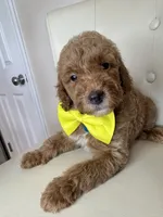 Sebastian , a male Goldendoodle for sale in Fayetteville, NC – 8 of 10