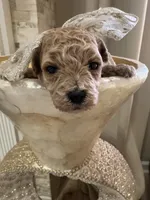 Daisy Duke , a female Maltipoo and Poodle - Toy  for sale in Fayetteville, NC – 5 of 10