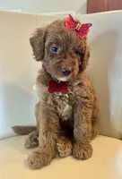 Doria, a female Goldendoodle for sale in Fayetteville, NC – 5 of 10