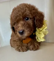 Fendi, a female Goldendoodle for sale in Fayetteville, NC – 3 of 10