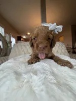 Remmi, a female Goldendoodle for sale in Fayetteville, NC – 5 of 10