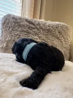 Robin, a male Maltipoo and Poodle - Toy  for sale in Fayetteville, NC – 7 of 8