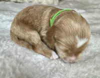 Rumi , a female Goldendoodle for sale in Fayetteville, NC – 3 of 7