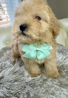 Markle, a male Maltipoo and Poodle - Toy  for sale in Fayetteville, NC – 5 of 9