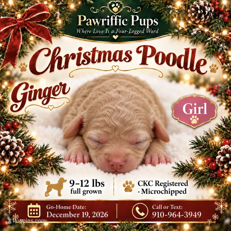 Ginger  – Poodle - Miniature  puppy for sale in Fayetteville, NC