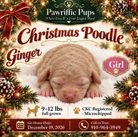 Ginger , a female Poodle - Miniature  for sale in Fayetteville, NC – 1 of 2