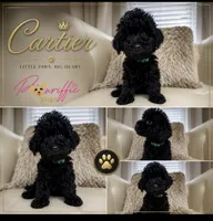 Cartier , a male Poodle - Toy  for sale in Fayetteville, NC – 2 of 2