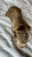 Sebastian , a female Goldendoodle for sale in Fayetteville, NC – 2 of 8