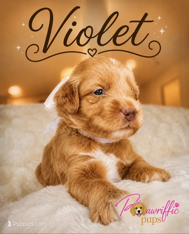 Violet – Goldendoodle puppy for sale in Fayetteville, NC