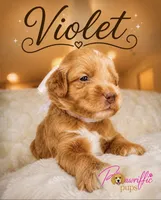 Violet, a female Goldendoodle for sale in Fayetteville, NC – 1 of 8