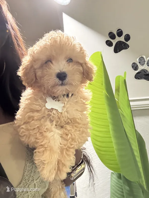 Markle – Maltipoo, Poodle - Toy  puppy for sale in Fayetteville, NC