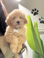 Markle, a male Maltipoo and Poodle - Toy  for sale in Fayetteville, NC – 1 of 9