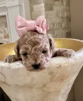 Harley Quinn , a female Maltipoo and Poodle - Toy  for sale in Fayetteville, NC – 3 of 9
