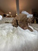 Remmi, a female Goldendoodle for sale in Fayetteville, NC – 10 of 10