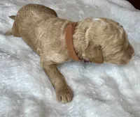 Sebastian , a female Goldendoodle for sale in Fayetteville, NC – 7 of 8