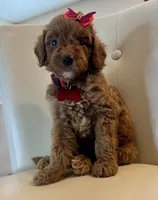 Doria, a female Goldendoodle for sale in Fayetteville, NC – 3 of 10