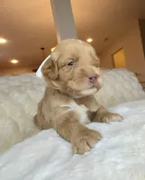Violet, a female Goldendoodle for sale in Fayetteville, NC – 3 of 8