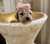 Harley Quinn , a female Maltipoo and Poodle - Toy  for sale in Fayetteville, NC – 4 of 9
