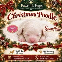 Snowflake , a female Poodle - Miniature  for sale in Fayetteville, NC – 1 of 2