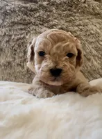 Harley Quinn , a female Maltipoo and Poodle - Toy  for sale in Fayetteville, NC – 5 of 9