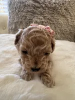 Harley Quinn , a female Maltipoo and Poodle - Toy  for sale in Fayetteville, NC – 9 of 9