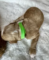Rumi , a female Goldendoodle for sale in Fayetteville, NC – 4 of 7