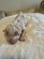 Miles , a male Maltipoo for sale in Fayetteville, NC – 4 of 5
