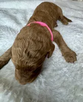 Noelle , a female Goldendoodle for sale in Fayetteville, NC – 5 of 7