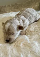 Milo, a male Maltipoo for sale in Fayetteville, NC – 3 of 6