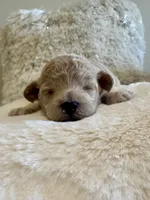 Millie , a female Maltipoo for sale in Fayetteville, NC – 3 of 6