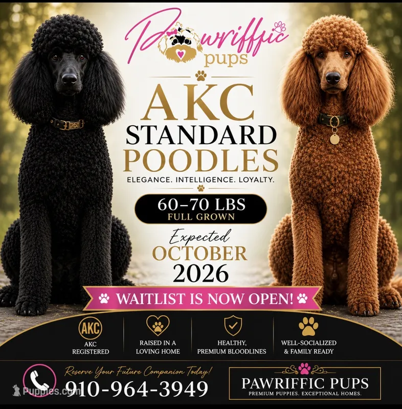 Standard  – Poodle - Standard  puppy for sale in Fayetteville, NC