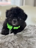 BOE (Maltipoo), a male Maltipoo and Poodle - Toy  for sale in Fayetteville, NC – 7 of 10