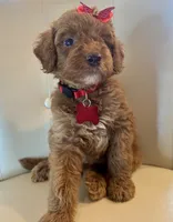 Doria, a female Goldendoodle for sale in Fayetteville, NC – 9 of 10