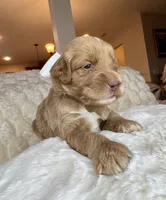 Violet, a female Goldendoodle for sale in Fayetteville, NC – 7 of 8