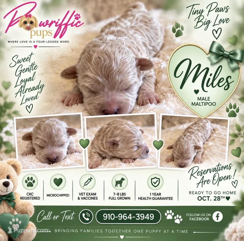 Miles  – Maltipoo puppy for sale in Fayetteville, NC