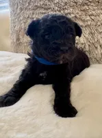 Batman , a male Maltipoo and Poodle - Toy  for sale in Fayetteville, NC – 3 of 8