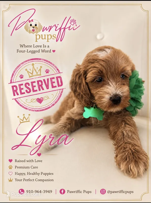 Lyra – Goldendoodle puppy on hold in Fayetteville, NC