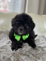 BOE (Maltipoo), a male Maltipoo and Poodle - Toy  for sale in Fayetteville, NC – 5 of 10