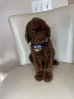 Bottega , a male Goldendoodle for sale in Fayetteville, NC – 8 of 10