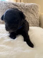 Batman , a male Maltipoo and Poodle - Toy  for sale in Fayetteville, NC – 8 of 8