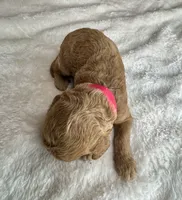 Doria, a female Goldendoodle for sale in Fayetteville, NC – 8 of 8